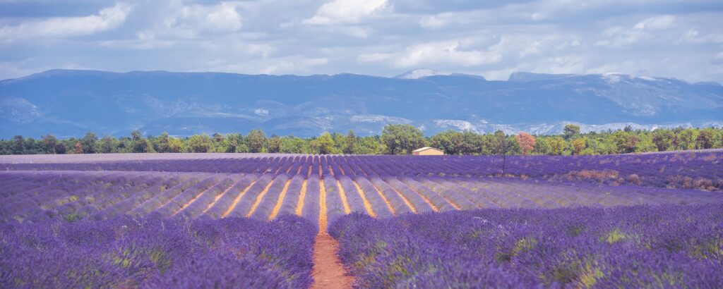 Provence Lavande